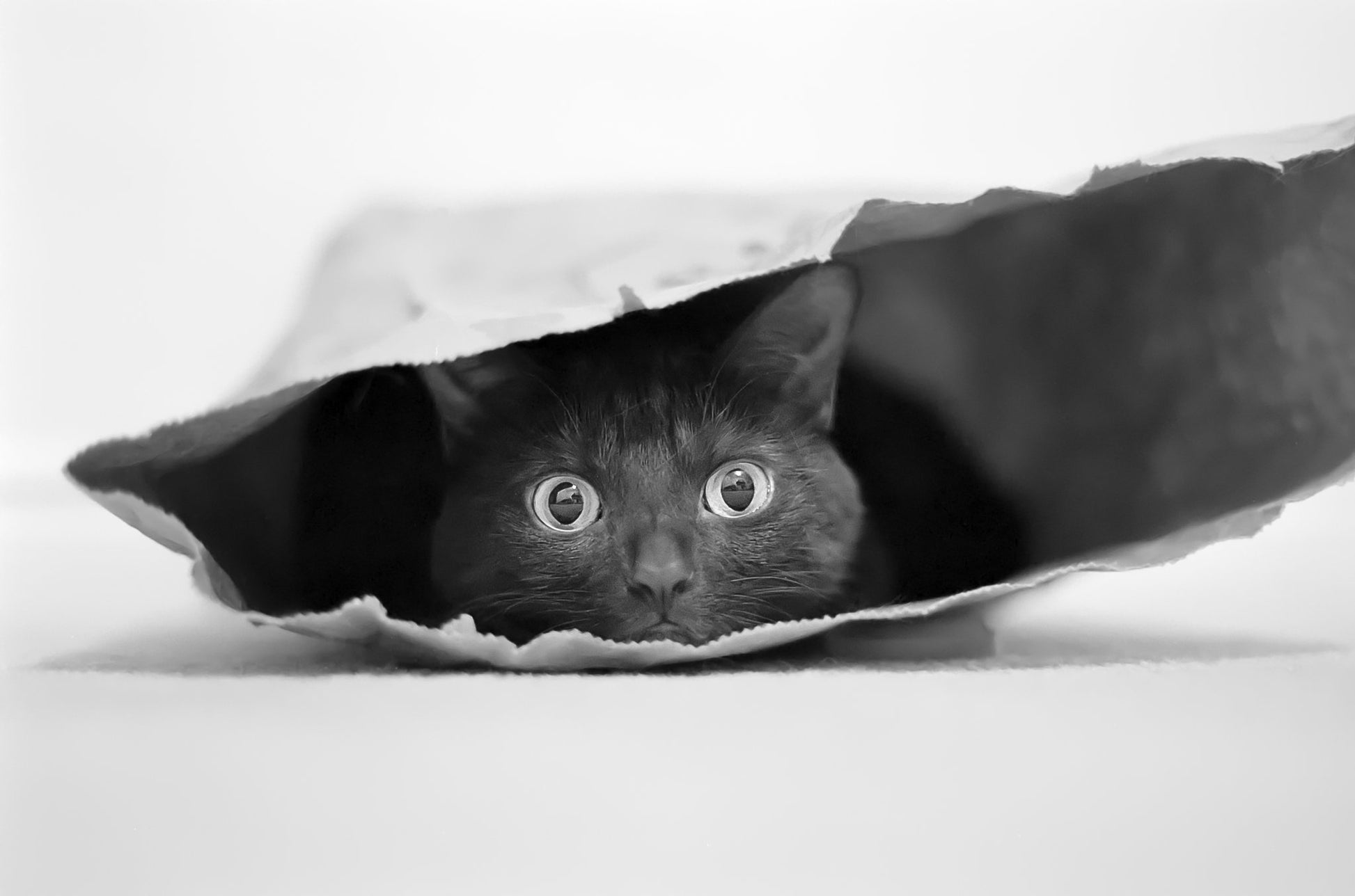 Cat in a bag - Poster / Art Print