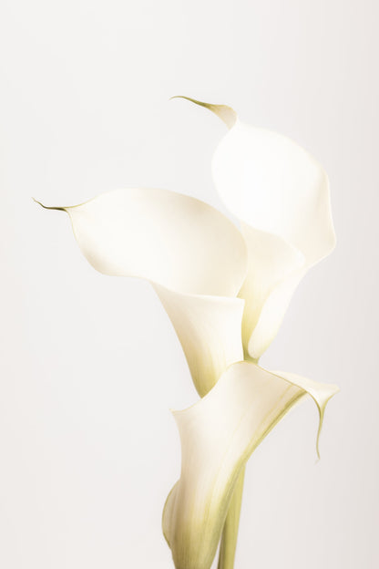 White Calla Lily No 3 - Poster / Art Print