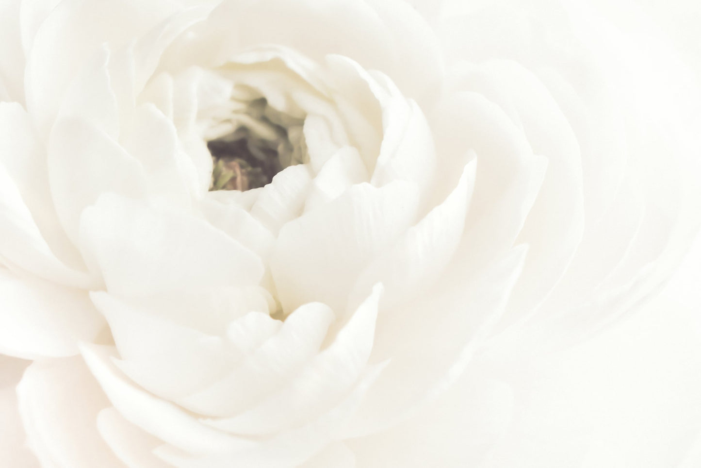 White Flower 02 - Poster / Art Print