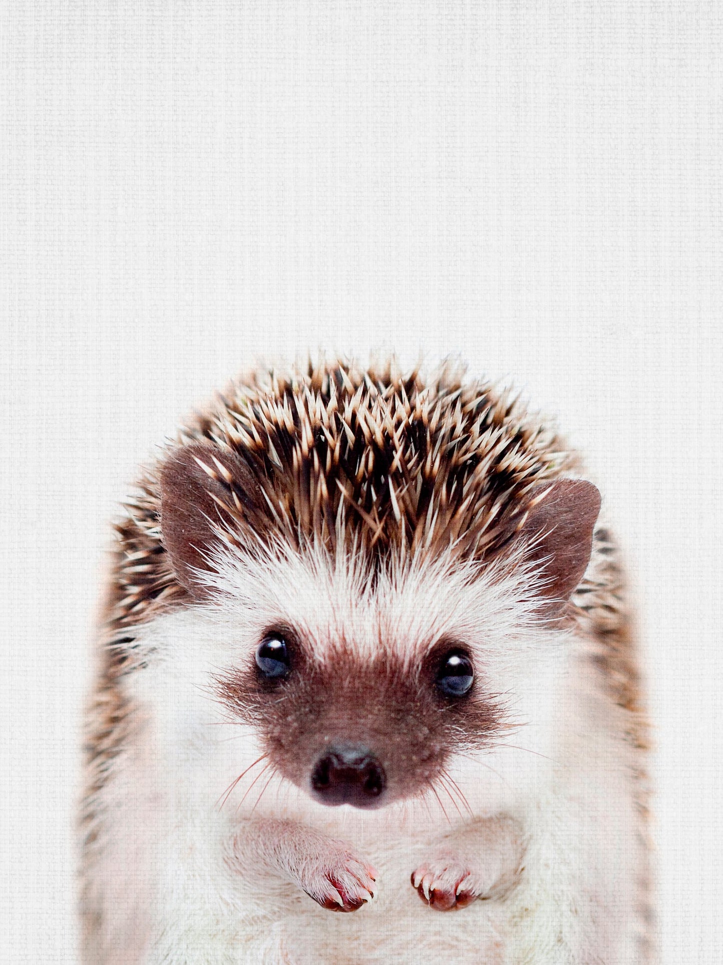 Peekaboo Hedgehog - Poster / Art Print