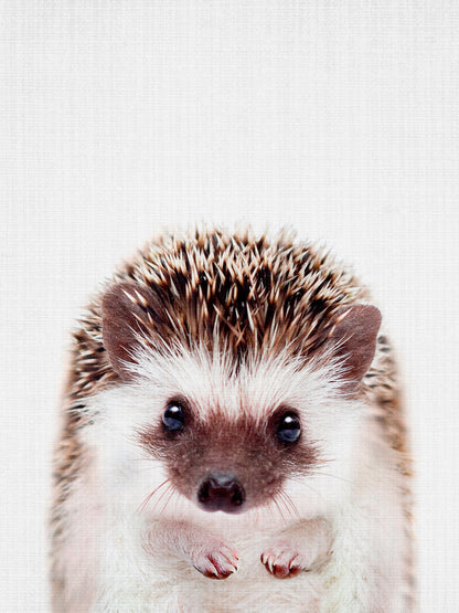 Peekaboo Hedgehog - Poster / Art Print