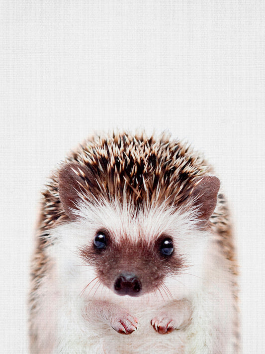Peekaboo Hedgehog - Poster / Art Print