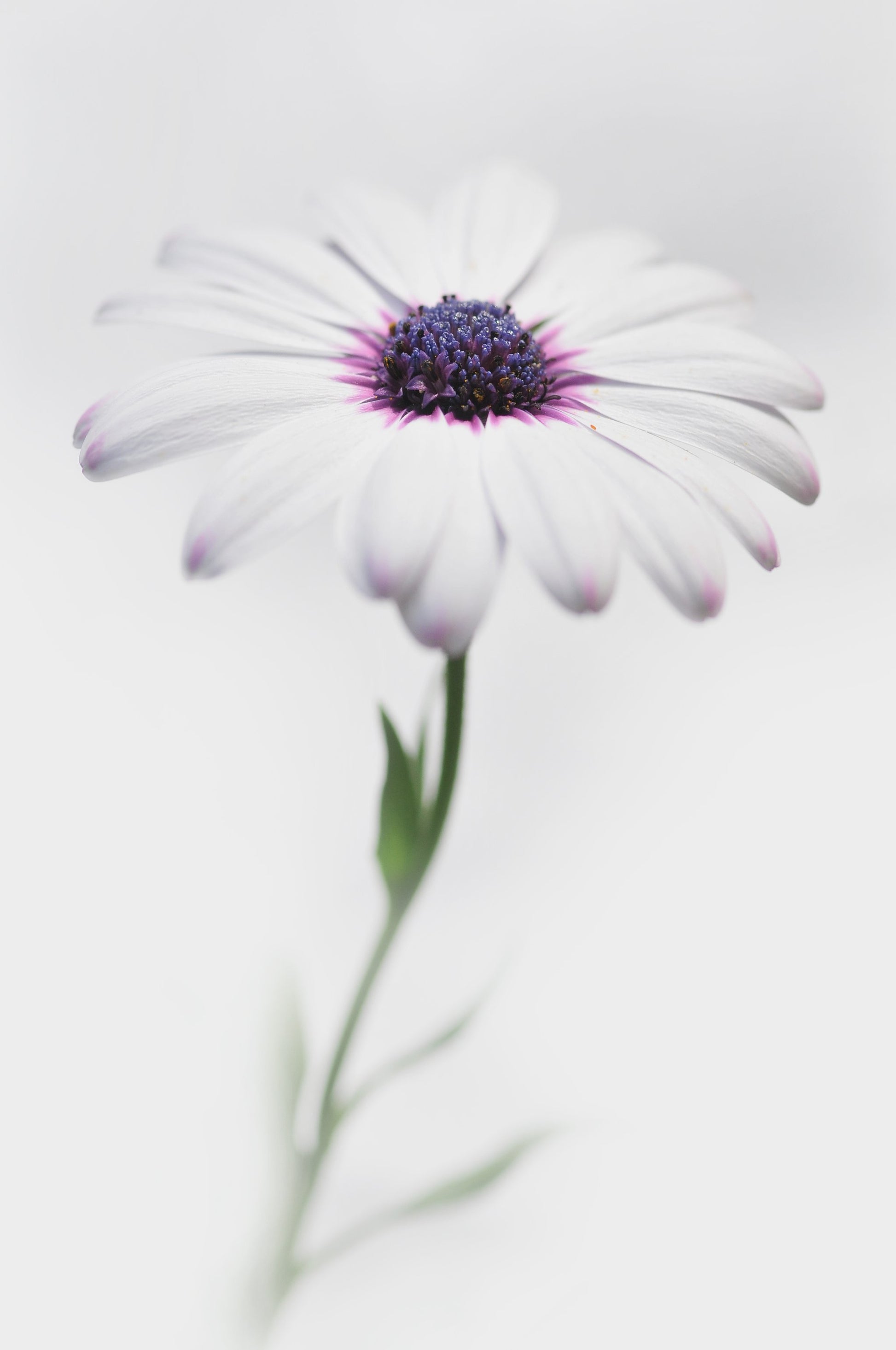 In my garden_3 - Poster / Art Print