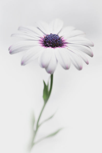 In my garden_3 - Poster / Art Print