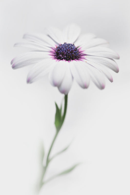 In my garden_3 - Poster / Art Print