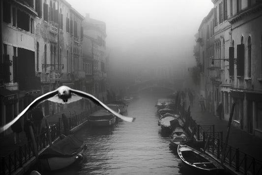 Seagull from the mist - Poster / Art Print