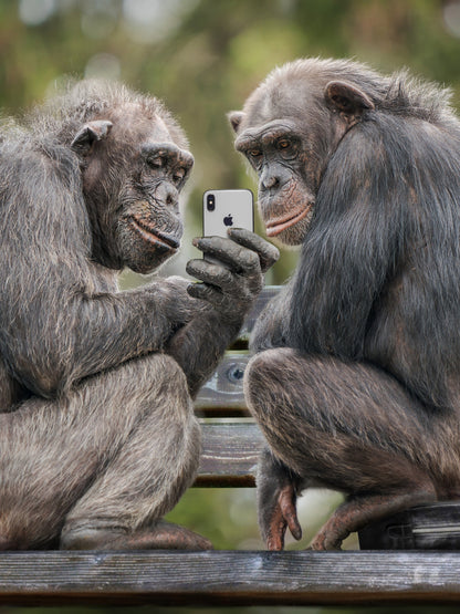 MonkeyPhone - Poster / Art Print