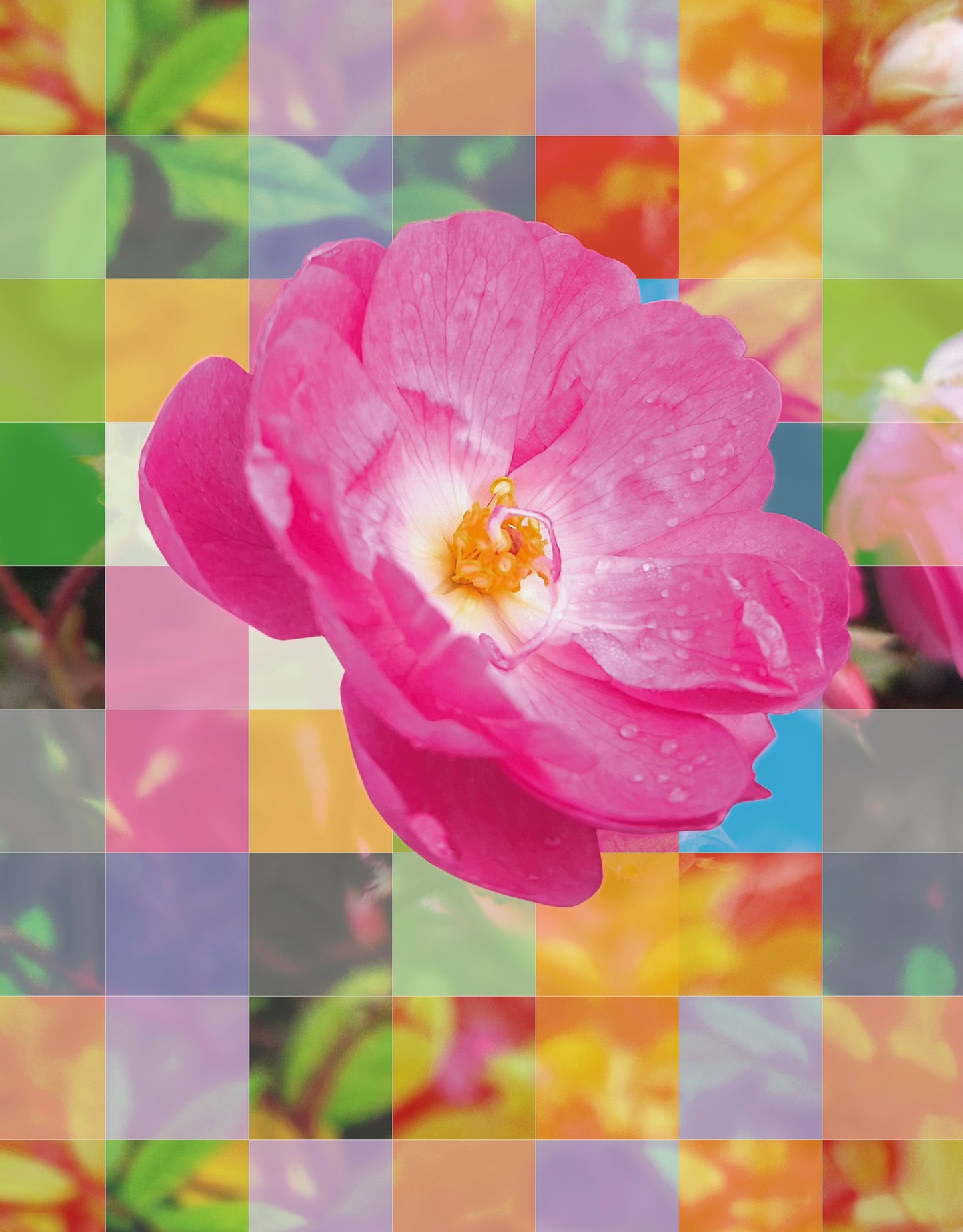 Vivid Pink Flower with Colorful Mosaic - Poster / Art Print