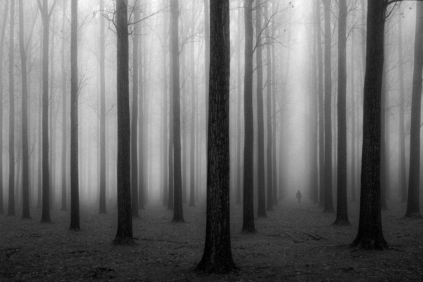 In a Fog - Poster / Art Print