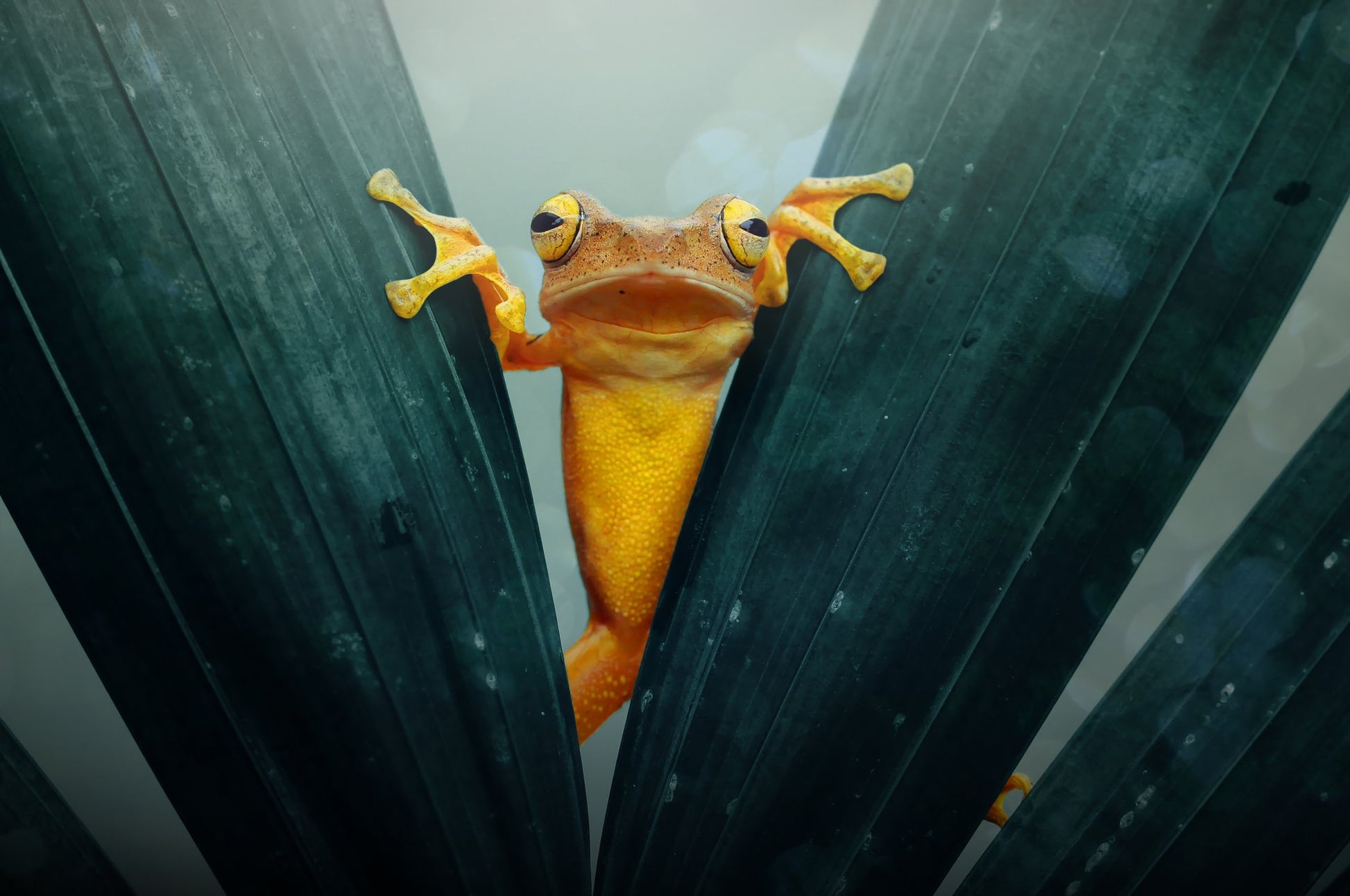 Gold Frog - Poster / Art Print