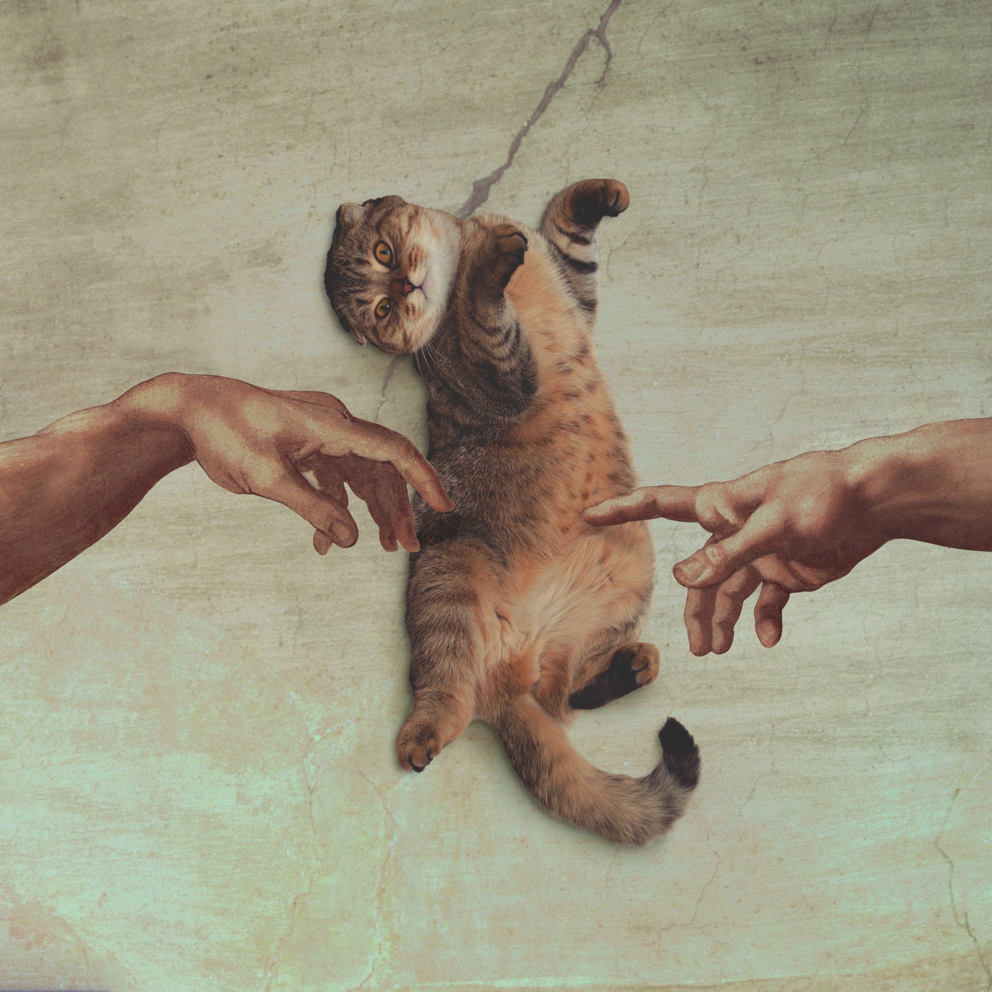 Touch of the Kitty - Poster / Art Print