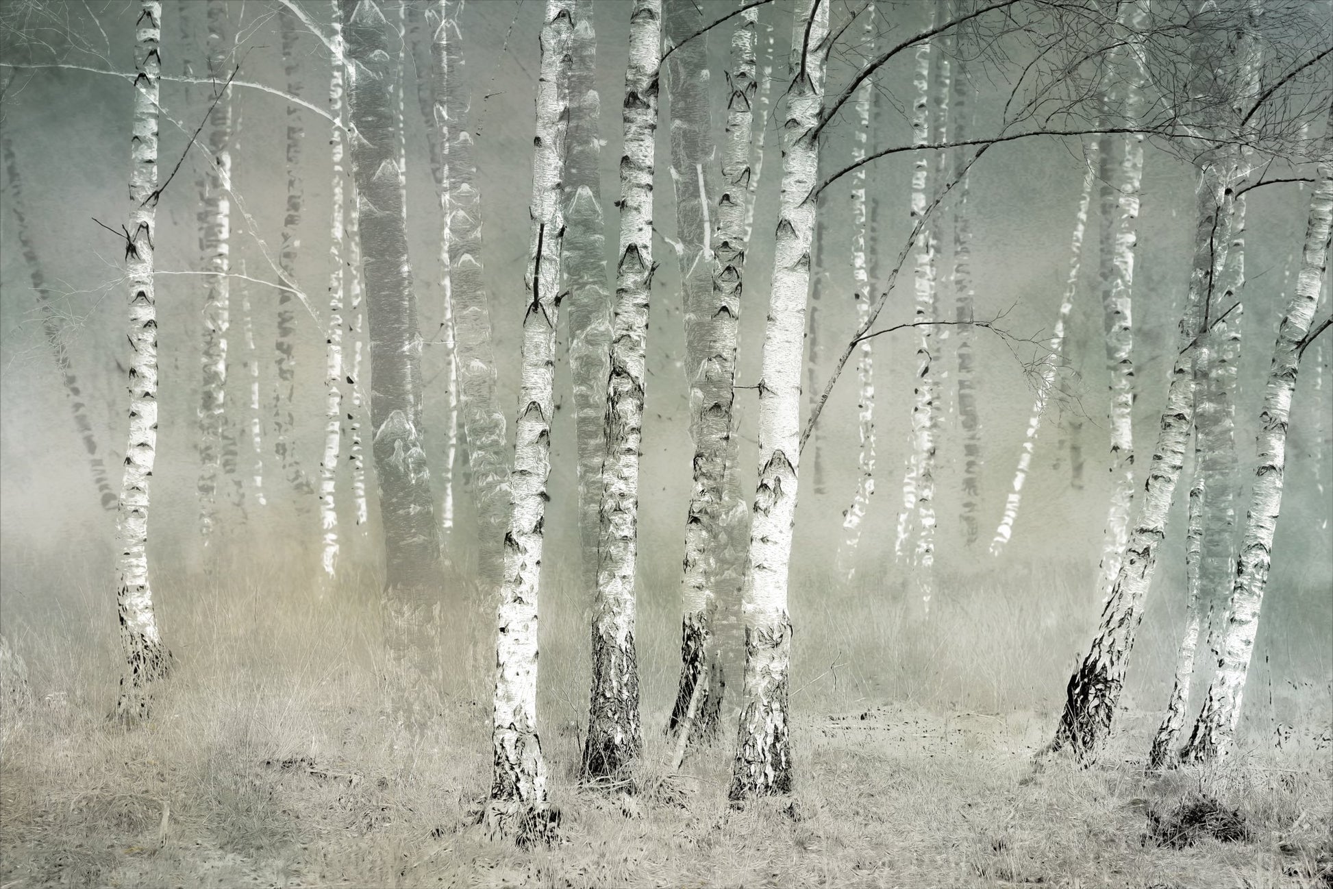 Morning silence - Poster / Art Print