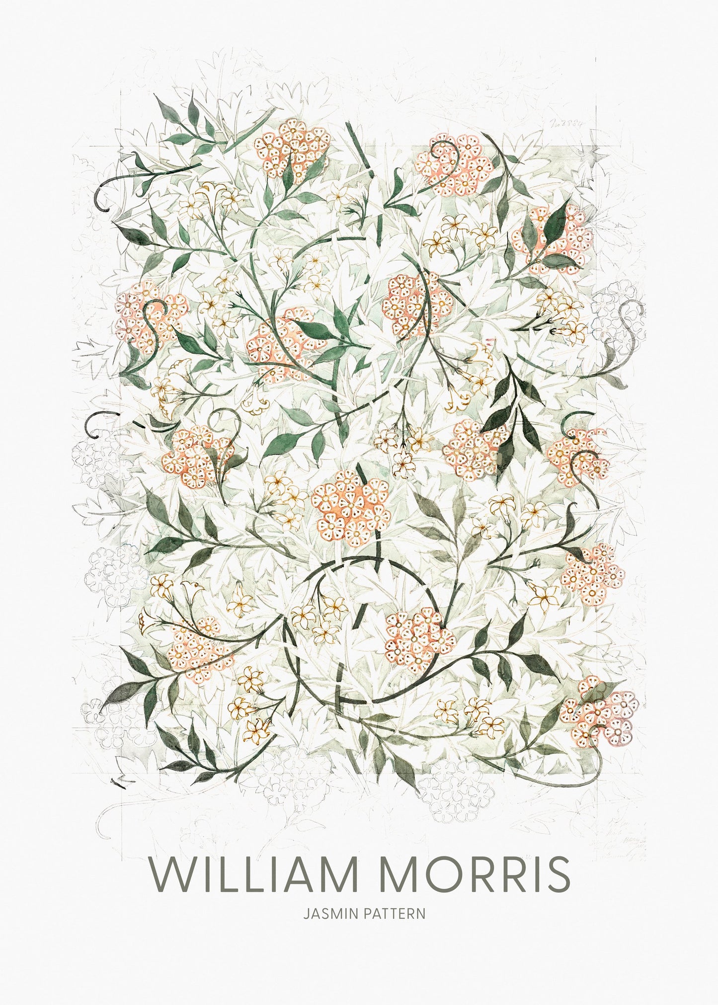 Jasmine - Poster / Art Print