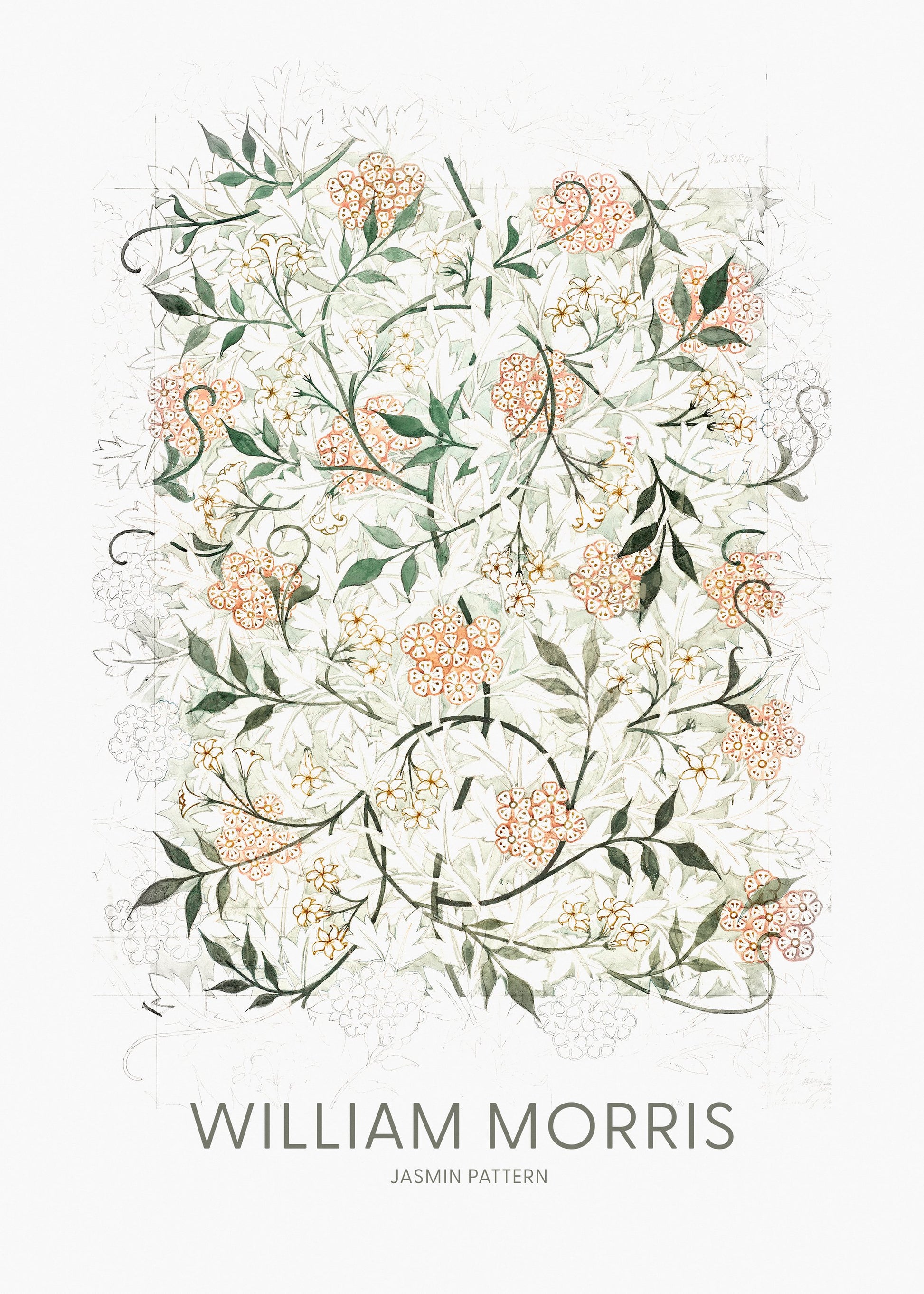 Jasmine - Poster / Art Print