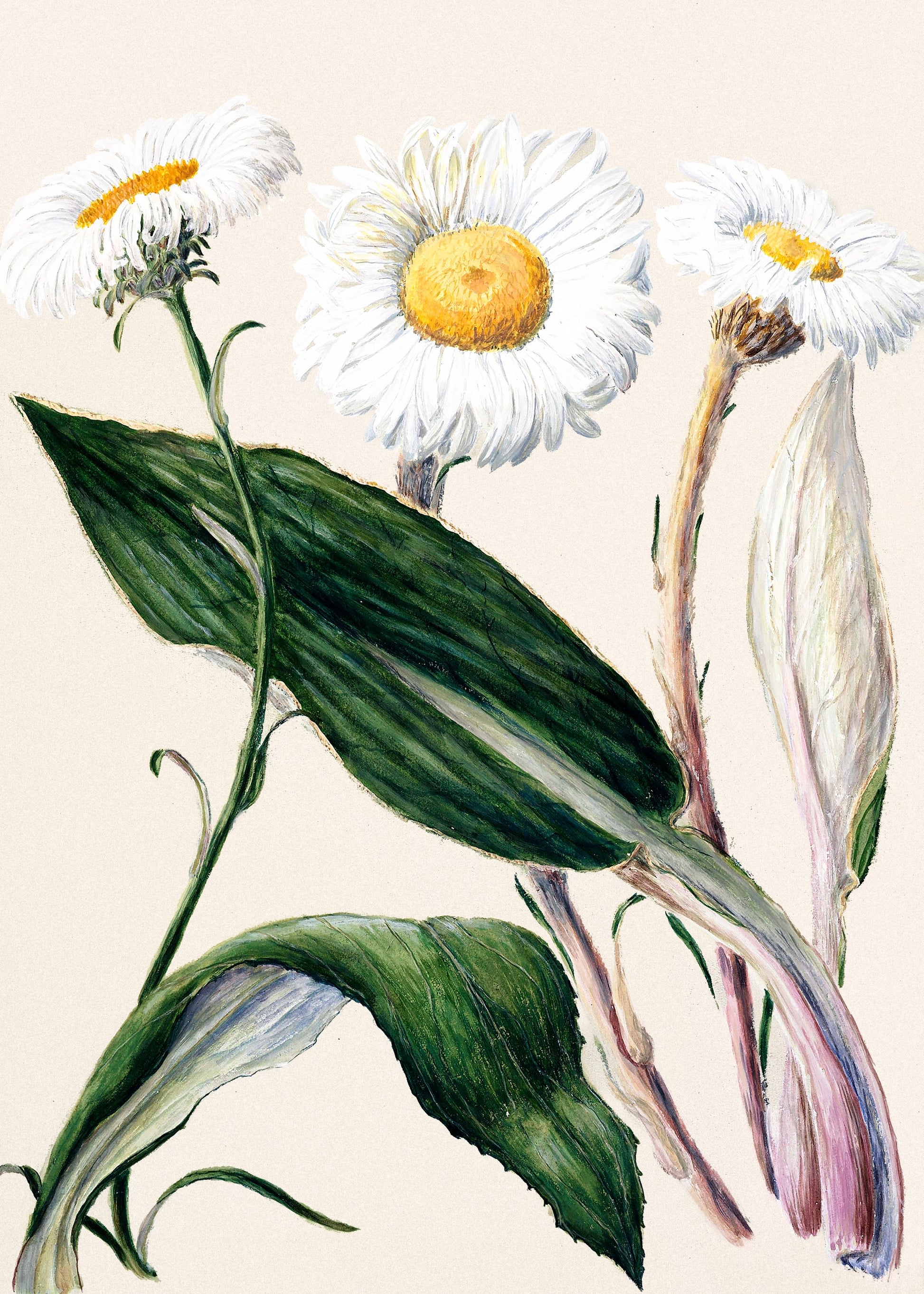 New Zealand Mountain Daisies Drawn By Sarah Featon (1848–1927 - Poster / Art Print