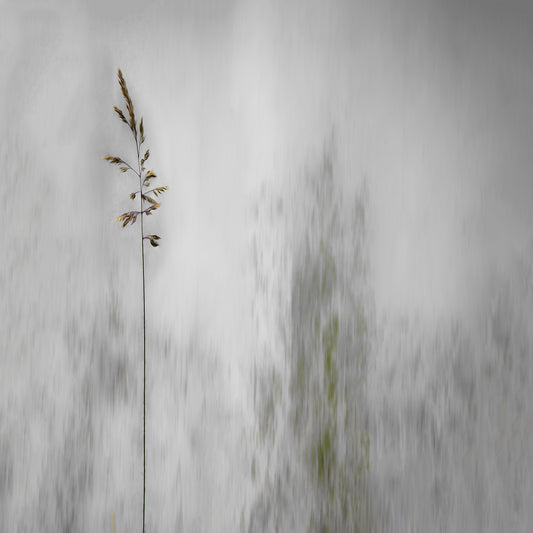 blade of grass - Poster / Art Print