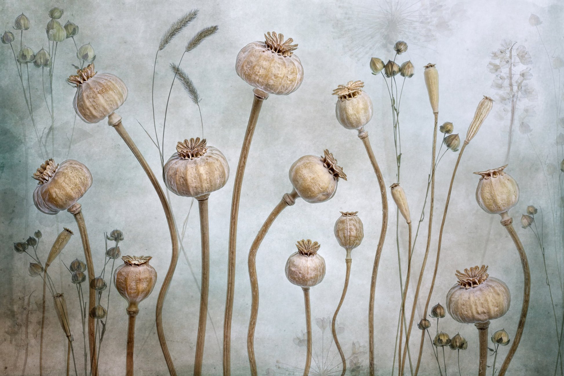 Papaver - Poster / Art Print