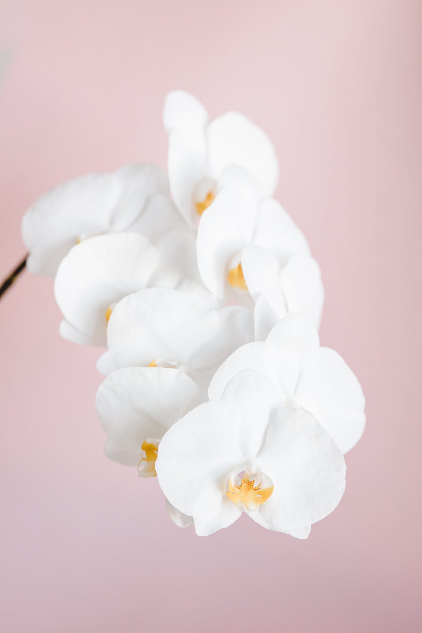 Orchid_2 - Poster / Art Print