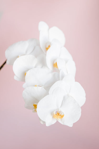 Orchid_2 - Poster / Art Print