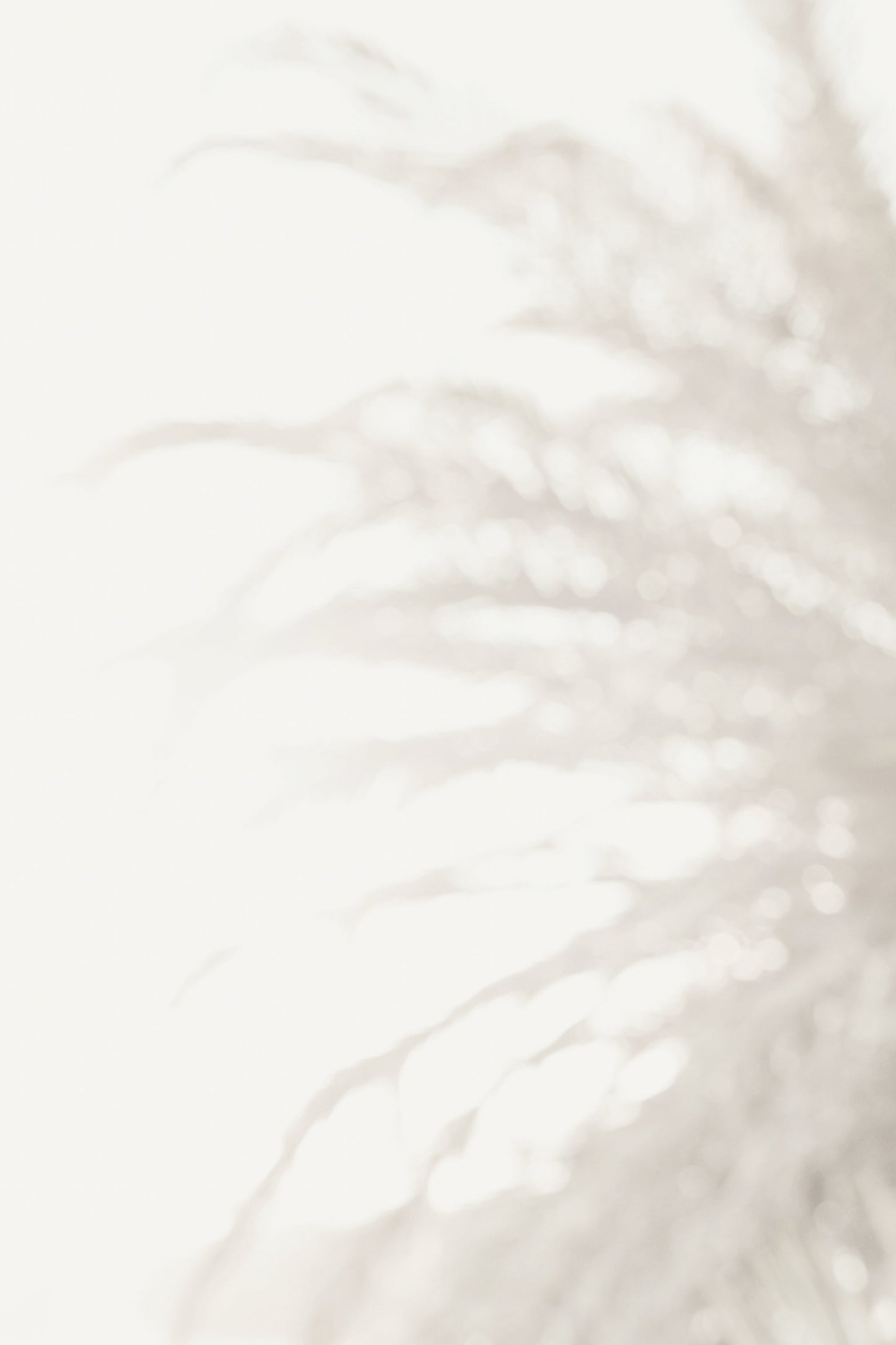 Palm_008 - Poster / Art Print