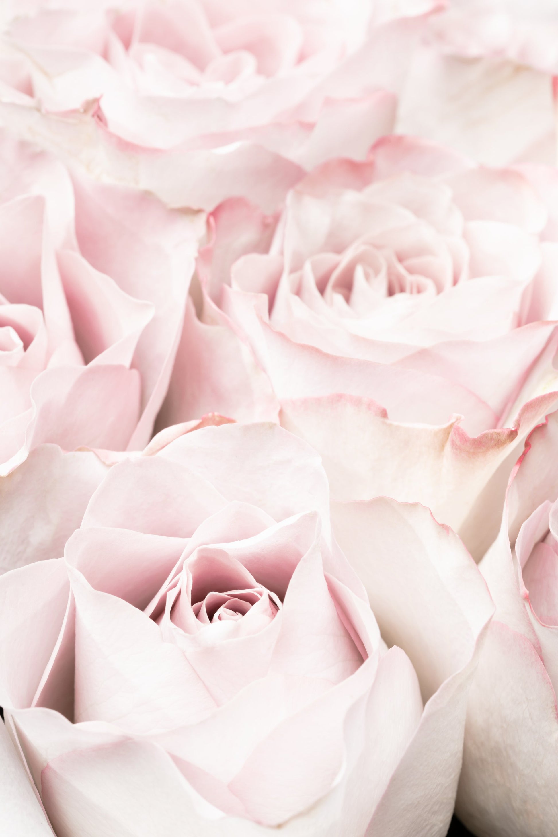Pink Roses 05 - Poster / Art Print