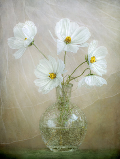 Cosmos breeze - Poster / Art Print