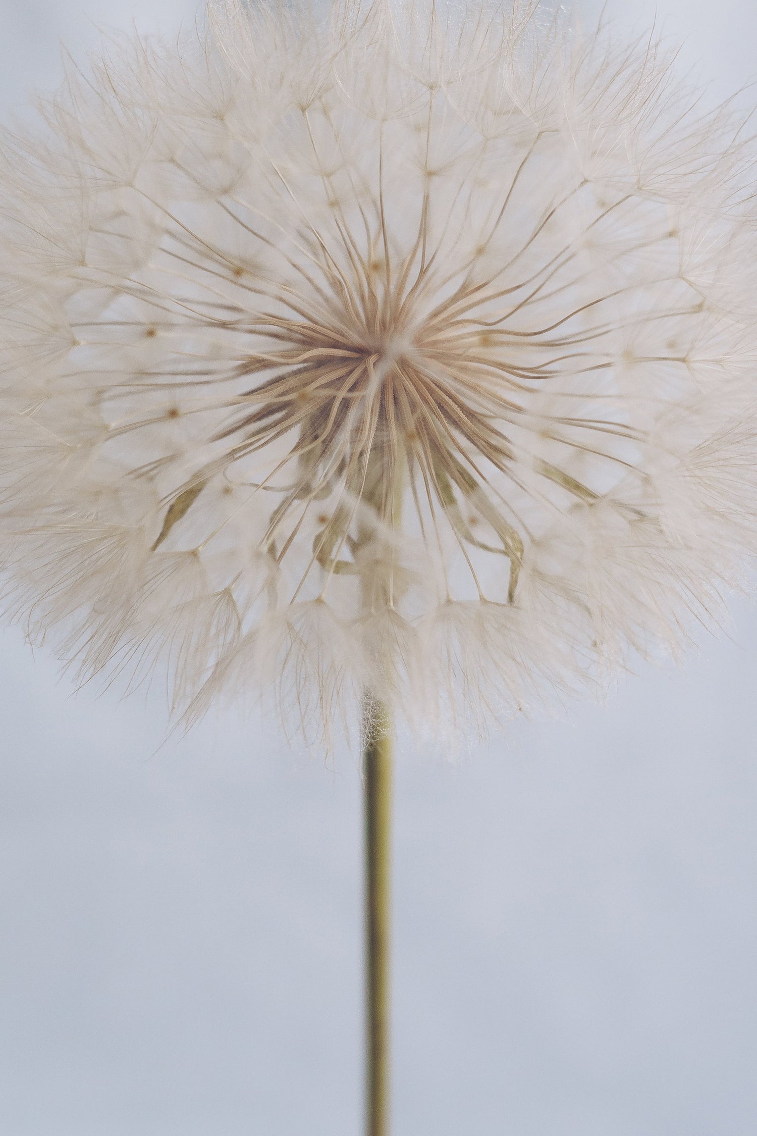 Delicate Dandelion - Poster / Art Print
