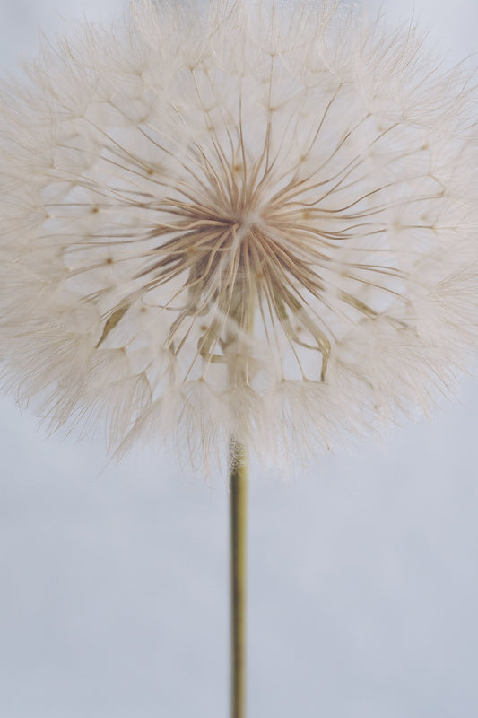 Delicate Dandelion - Poster / Art Print