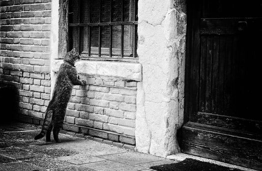 The cat - Poster / Art Print