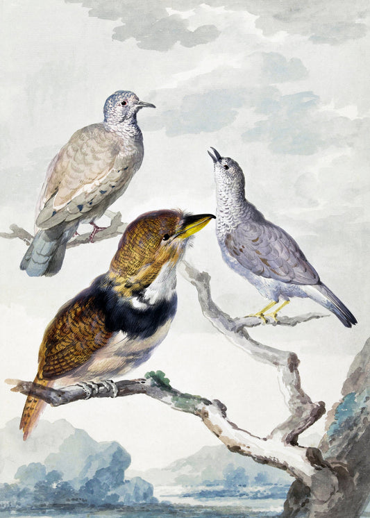 Three Birds, Two Inca Pigeons and a Collared Bearded Cuckoo - Poster / Art Print