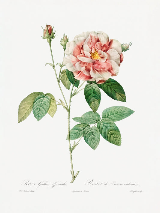 Rosa Gallica (1817–1824), Les Rose - Poster / Art Print