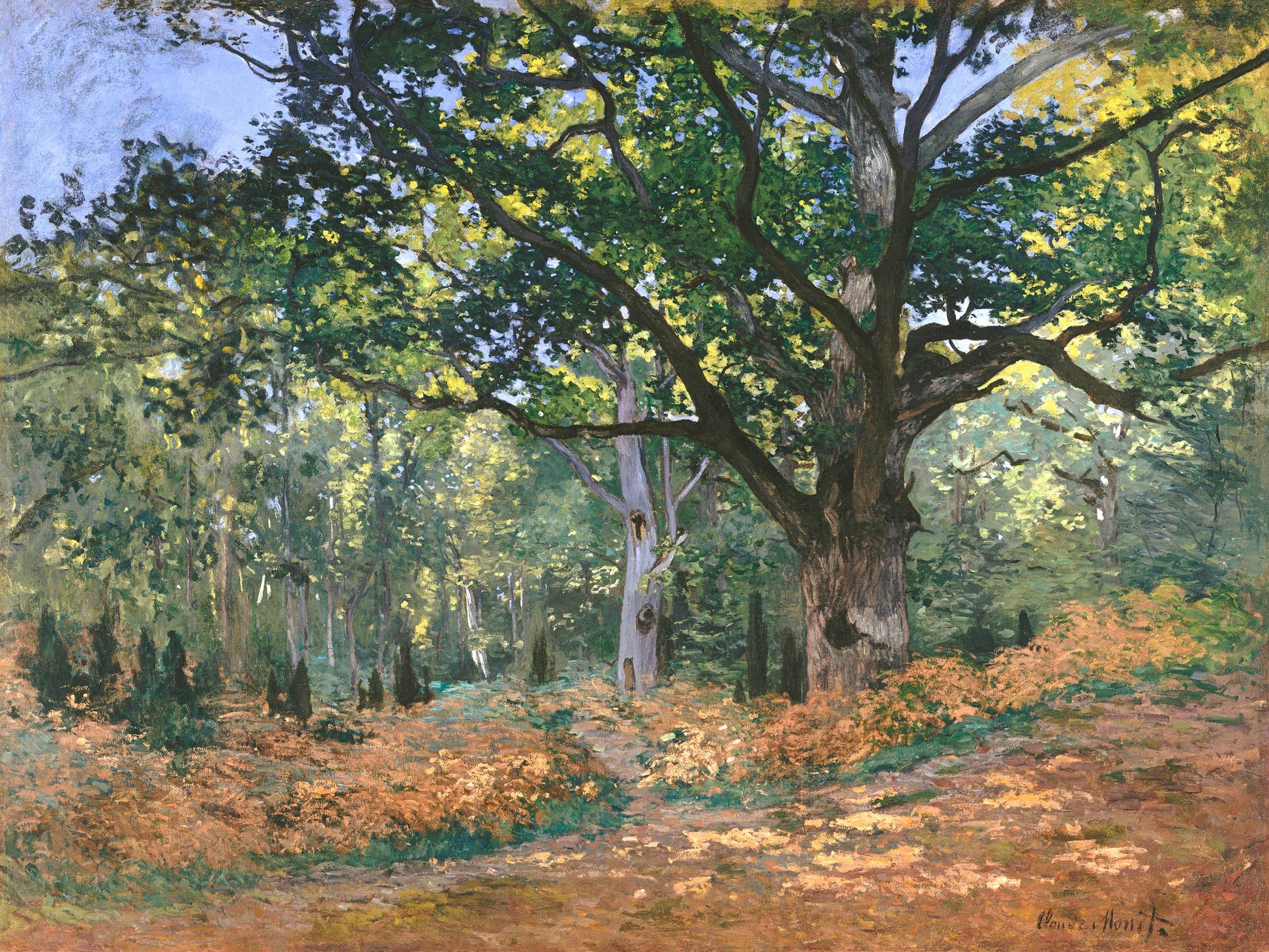 The Bodmer Oak, Fontainebleau Forest (1865) By Claude Monet - Poster / Art Print