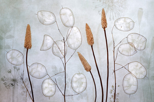 Lunaria - Poster / Art Print