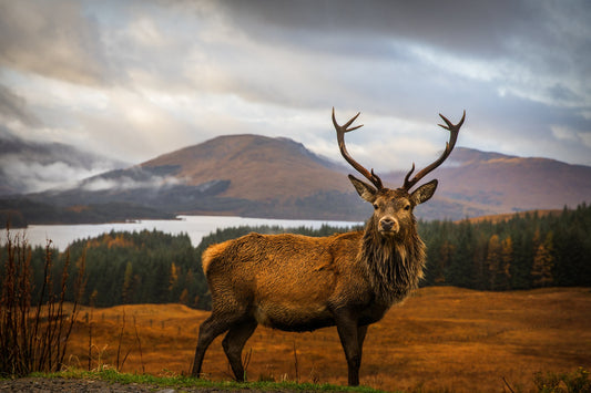 Scottish Stag - Poster / Art Print